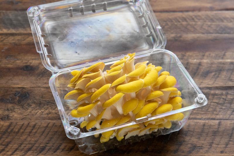 Organic Yellow Oyster Mushrooms