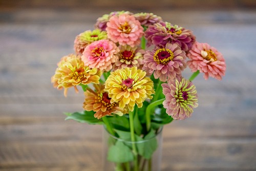 Zinnia Flowers