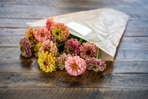 Zinnia Flowers 2