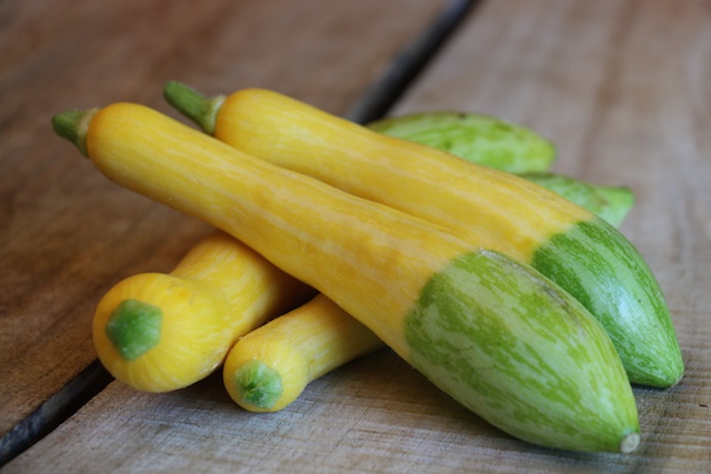 Zephyr Squash