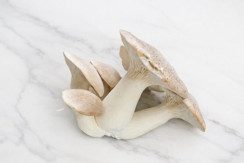 Organic King Oyster Mushrooms