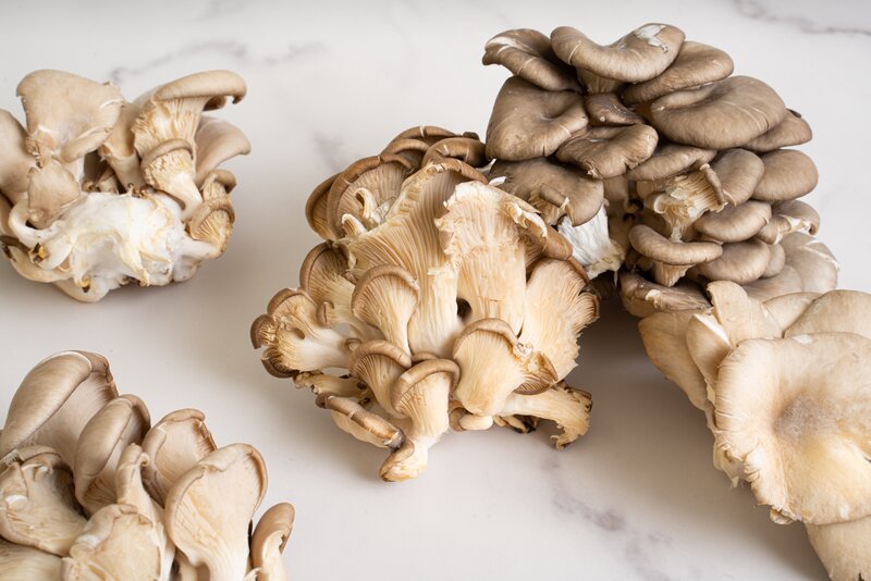 Oyster Mushrooms